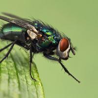Greenbottle Fly 1 